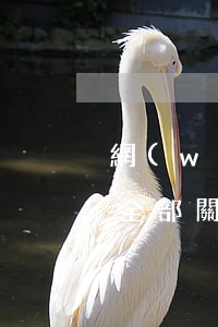 網(wǎng)商貸逾期五天已還花唄借唄全部關(guān)掉了，網(wǎng)商貸逾期5天，及時(shí)還款并關(guān)閉花唄、借唄賬戶